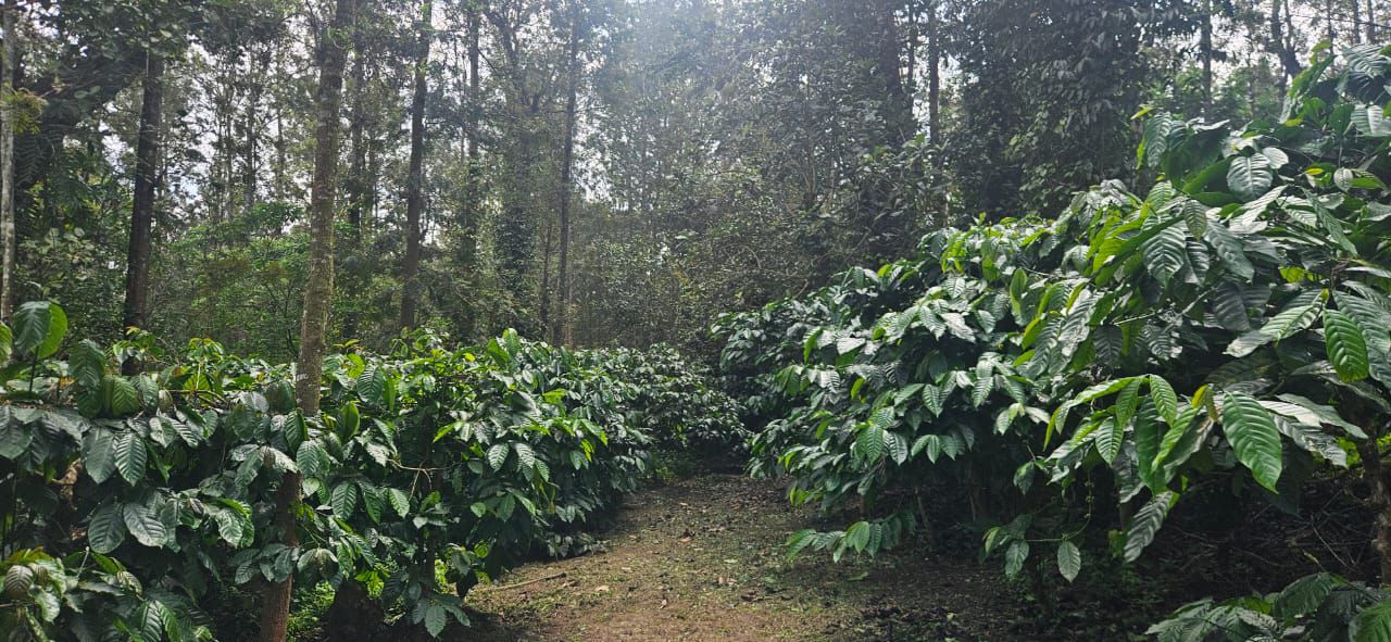  Property ID – 5089  ☕🌿 10-Acre Coffee & Pepper Plantation for Sale in Hassan